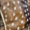 Axis Deer Throw Pillow - Image 7