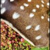 Axis Deer Throw Pillow - Image 2