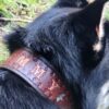 Custom Leather Dog Collar - Image 5